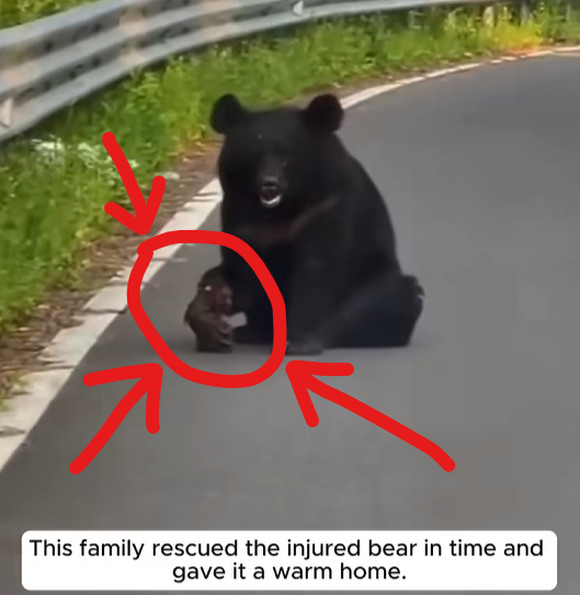 Heartwarming Rescue: The Black Bear Who Survived a Deadly Crash and Found a Second Chance