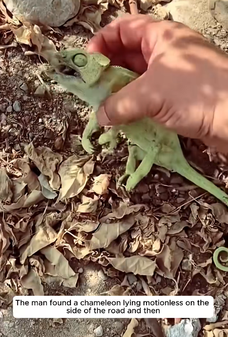 Man Rescues Injured Chameleon on Roadside — A Quick Act of Kindness in the Wild
