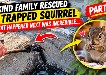 A Kind Family Rescued a Trapped Squirrel — What Happened Next Was Incredible | PART 2