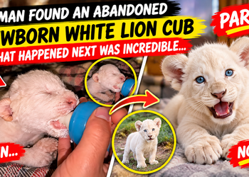 A Man Found an Abandoned Newborn White Lion Cub — What Happened Next Was Incredible | PART 2