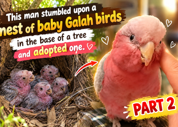 Part 2: He Found a Nest of Baby Galah Birds and Adopted One 🐦❤️