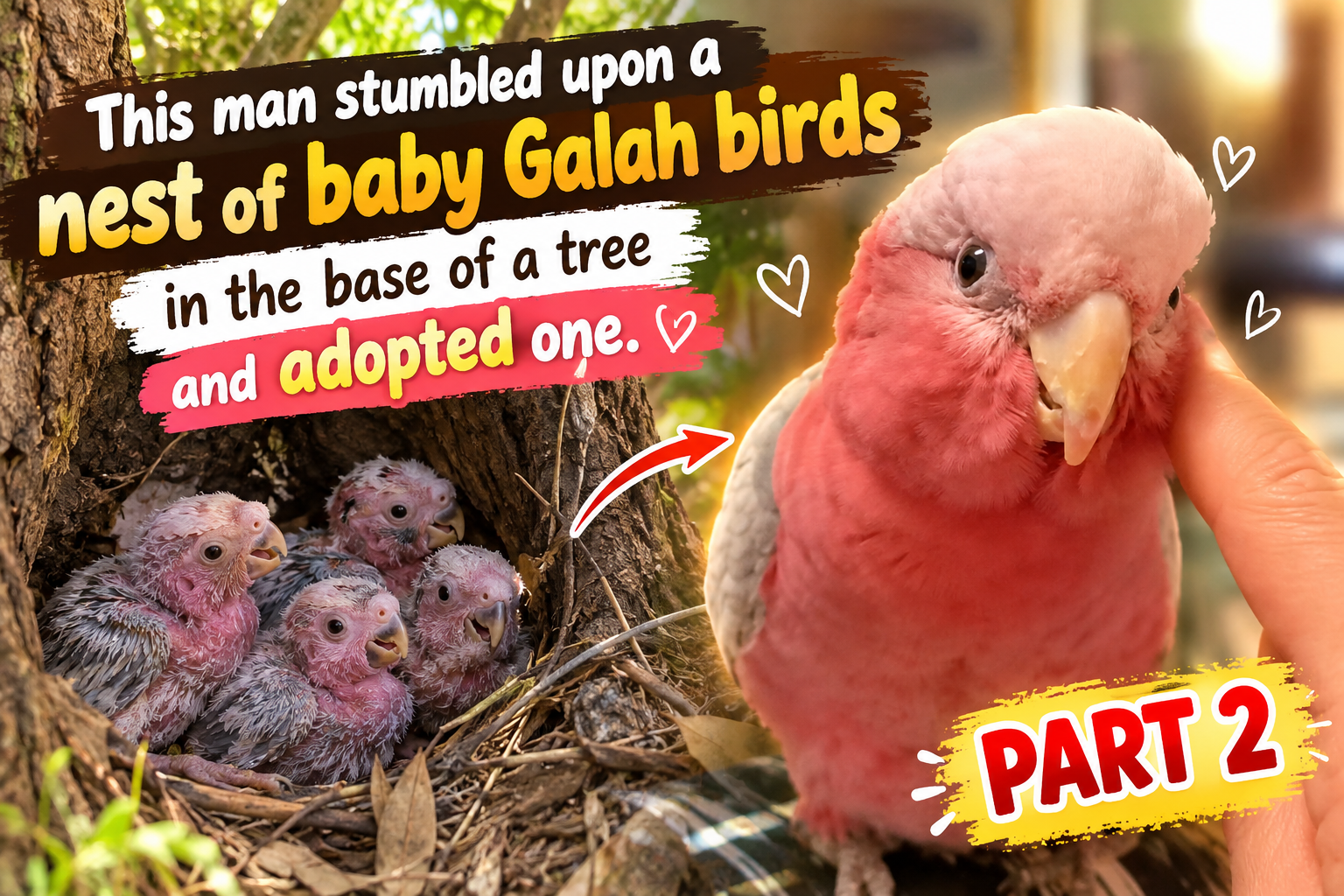 Part 2: He Found a Nest of Baby Galah Birds and Adopted One 🐦❤️