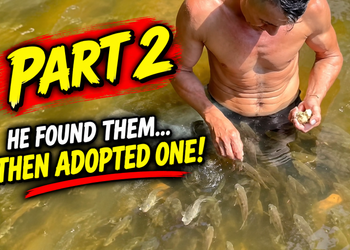 He Saved Their Lives… Now the Baby Fish Begin a New Journey | PART 2