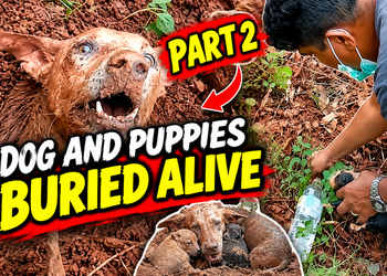 Dog and Puppies Buried Alive — The Rescue That Gave Them a Second Chance | PART 2