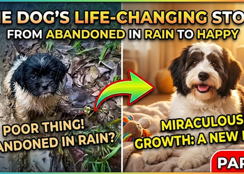 A Man Found a Stray Dog on a Rainy Day — What Happened Next Changed Everything | PART 2